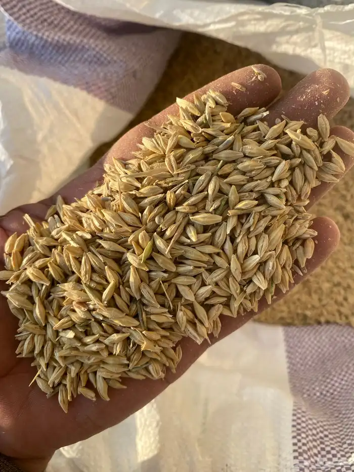 شعير سداسي 3