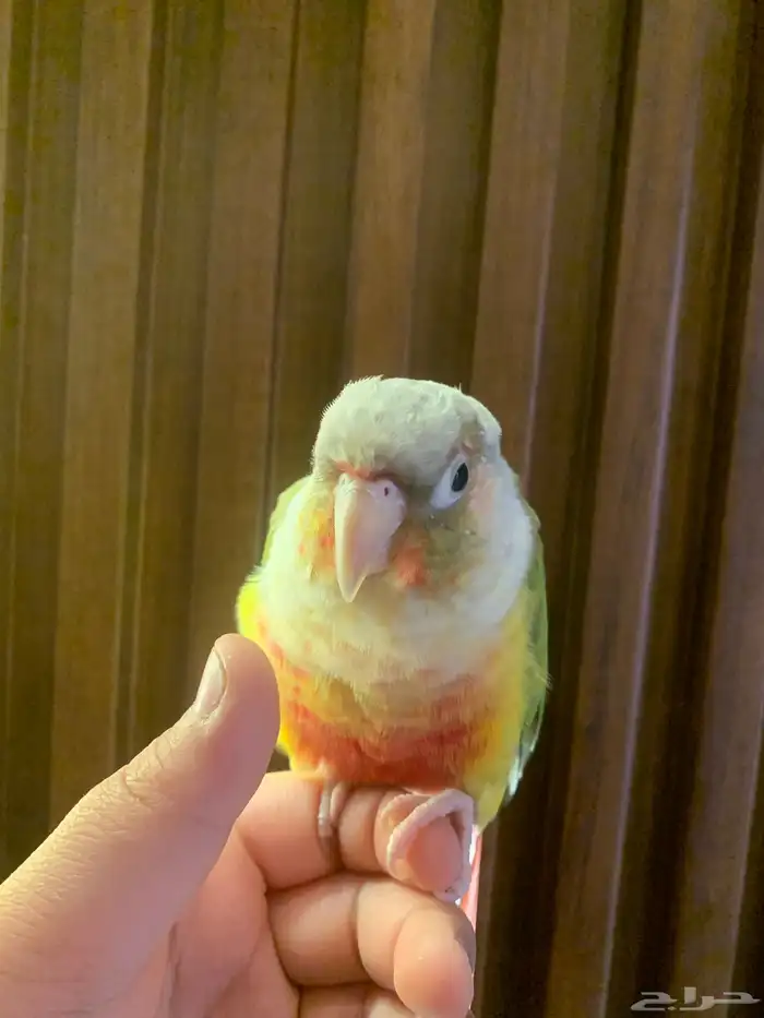 طير كنيور ما تكلم 0