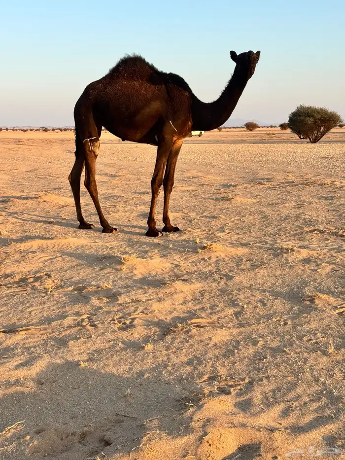 بكره مفروده تدخل حقه 0