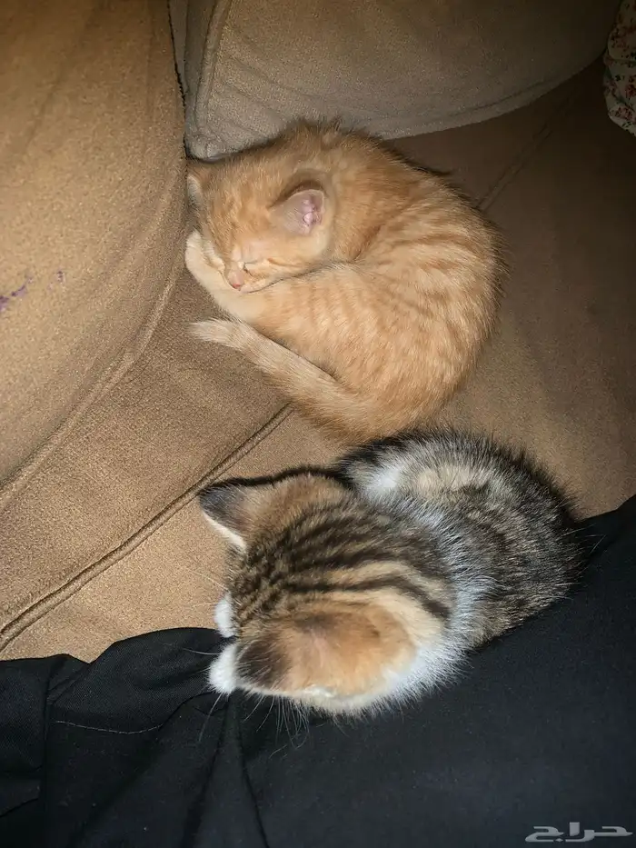 قطط للبيع  ام واطفالها  عمر الام سنة  والاطفال 6 اسابيع 2