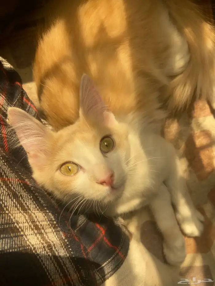 قطط لتبني عمرهم سته او سبعه شهور انثى وذكر مافيهم امراض 4