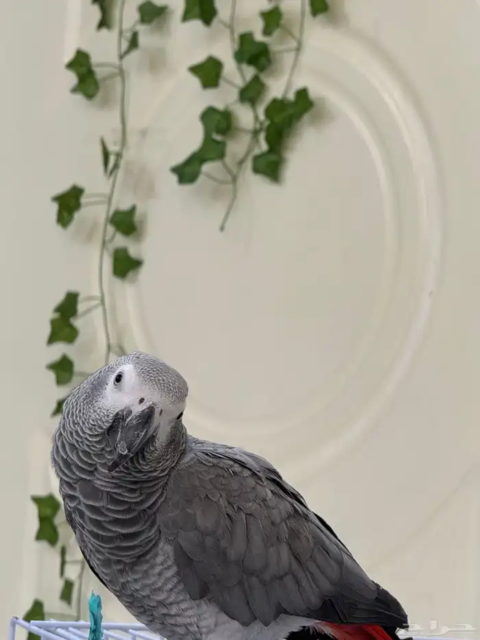 كاسكو ممتاز للبيع 1