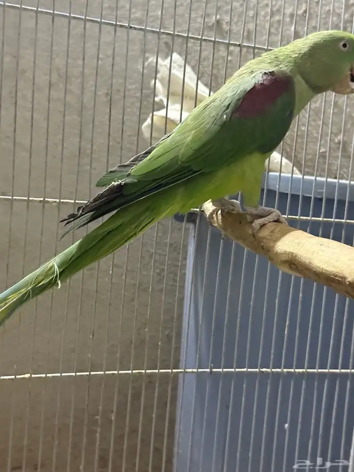 جوز نيبالي سوبر جامبو ( أليف ومتكلم ) 8