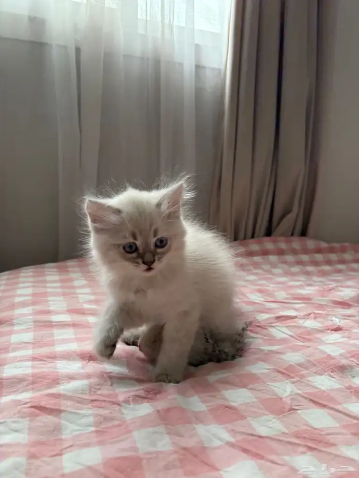 قطة همالايا فائقة الجمال للبيع 1