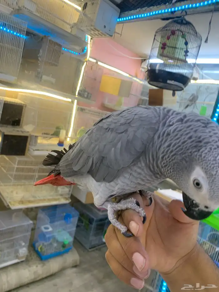 للبيع ببغاء كاسكو ثلجي 1