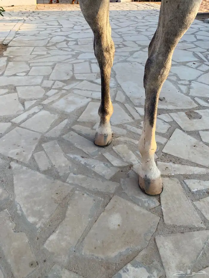 حصان واهو ولد ابن فريد 5