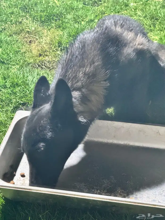 مالينو للتبني 1