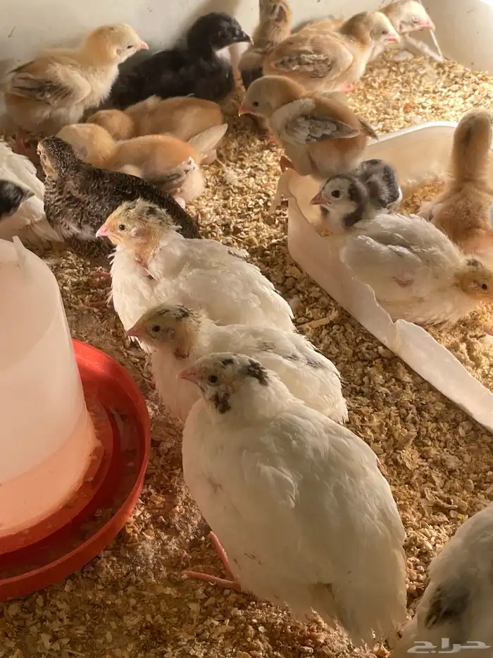 فروخ سمان تكساس 9