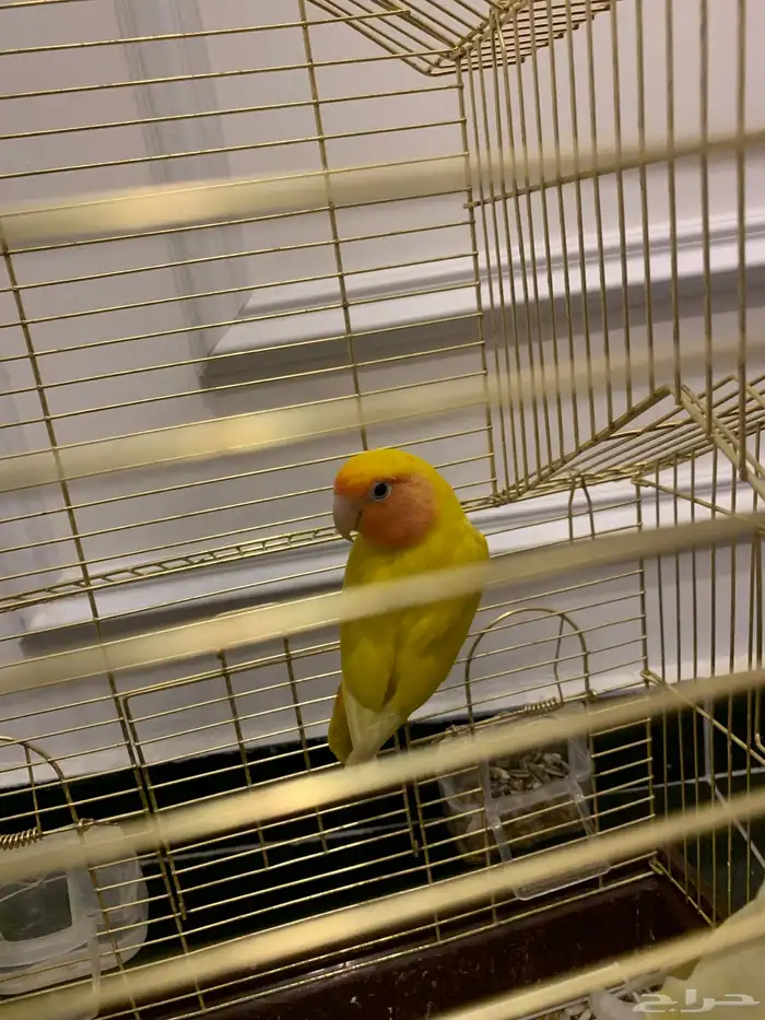 زوج روز منتج 2