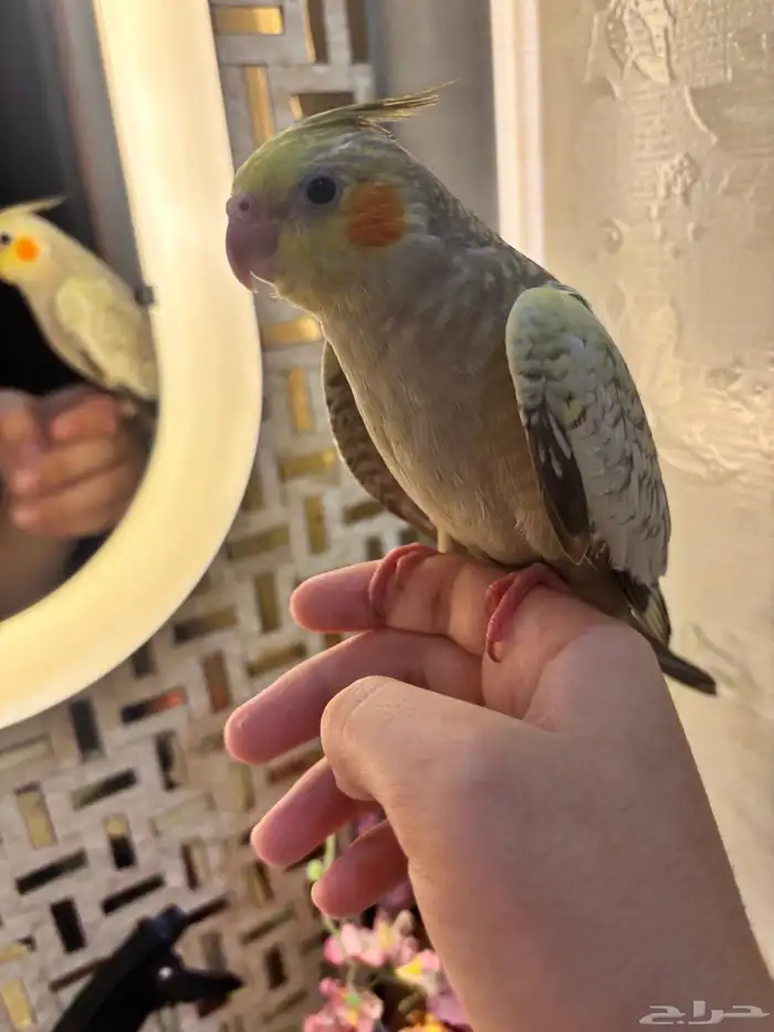 كروان أليف هدد للبيع 1