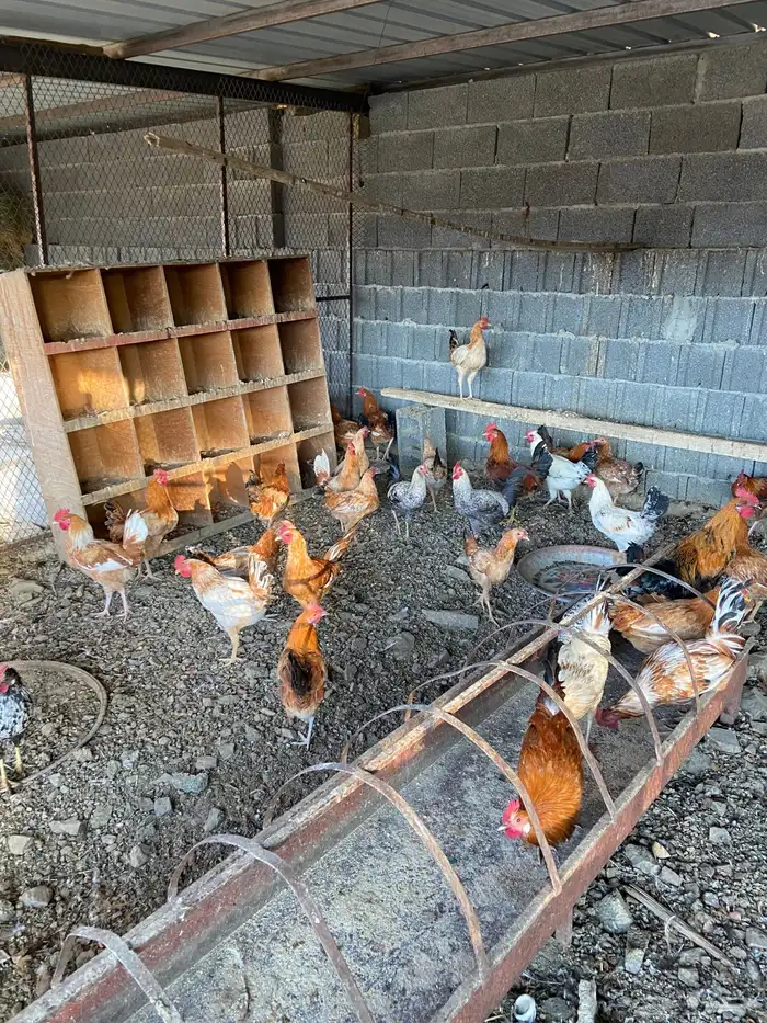 السلام عليكم نعرض لكم دياكه ذكور فيها تركي عربي بلدي للبيع 3