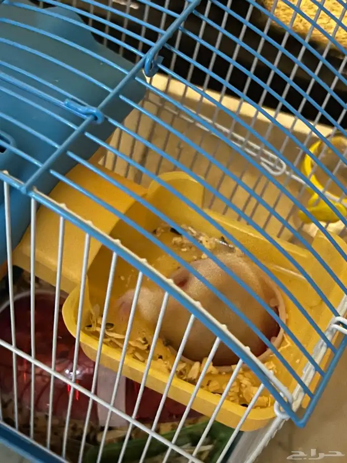 طيور كروان وهامستر للبيع 5