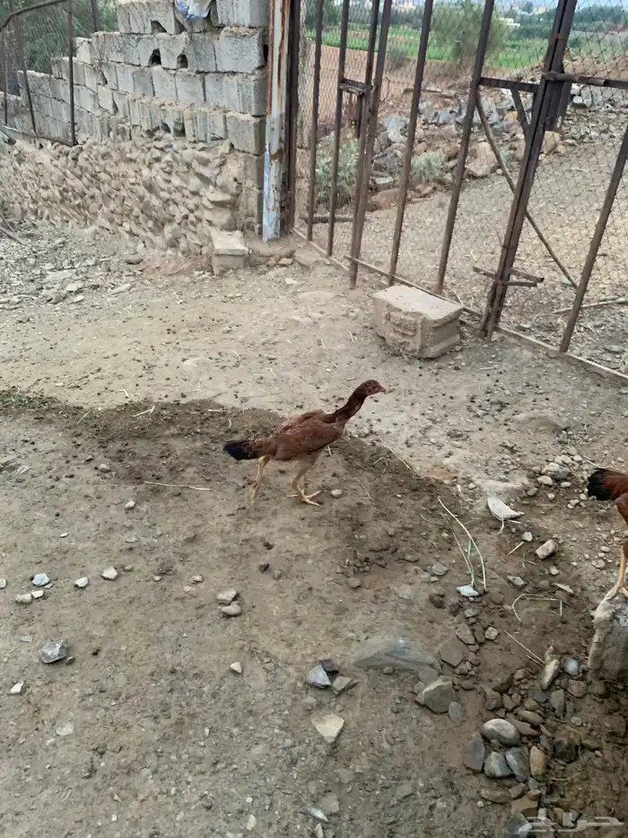 دجاج ساندي 4