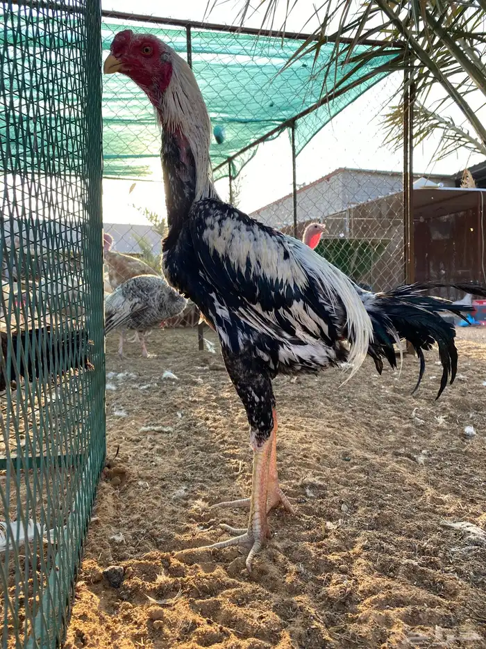 للبيع ديك فارسي 3