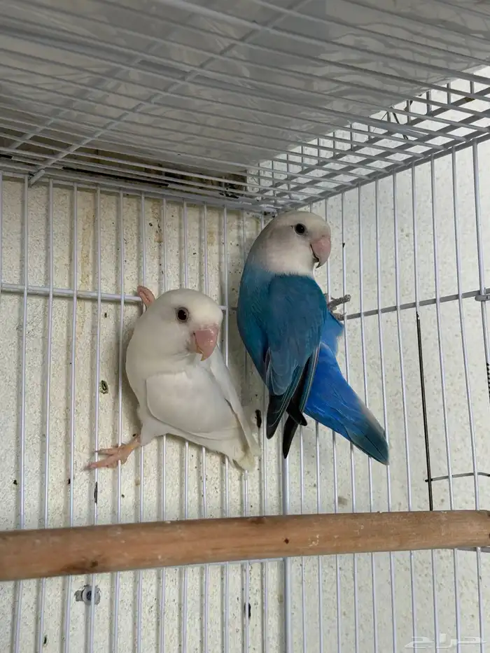 للبيع ازواج روز منتجه 15 زوج 4