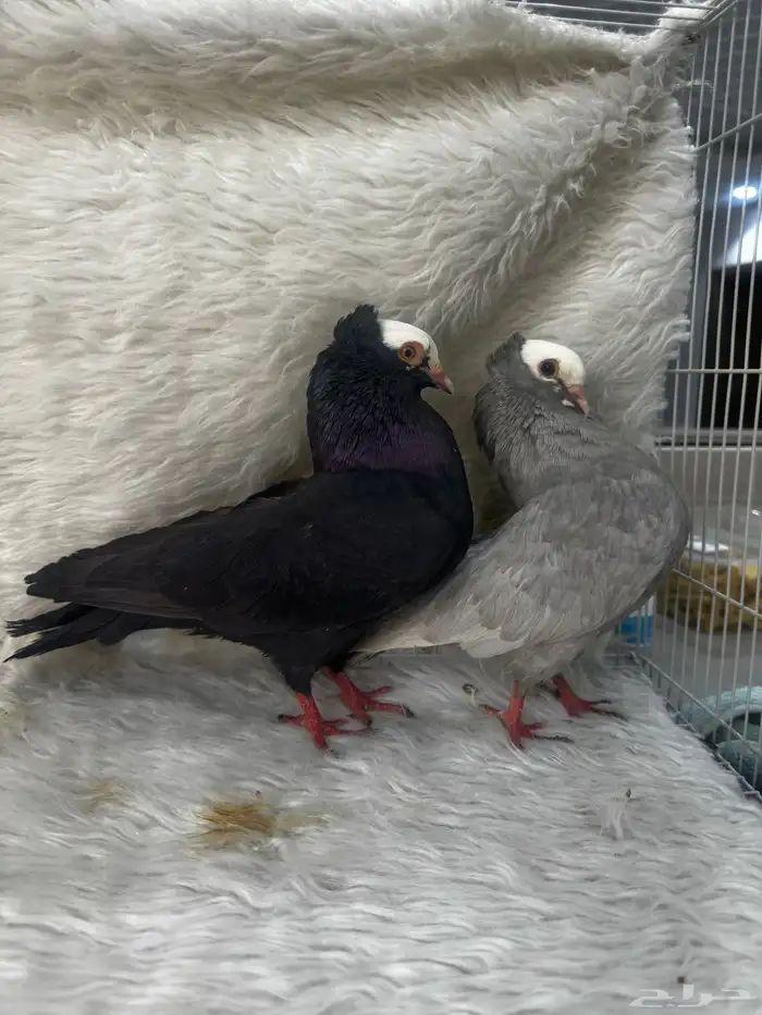 زوج منتج وفروخ باكستاني مسابقات 4