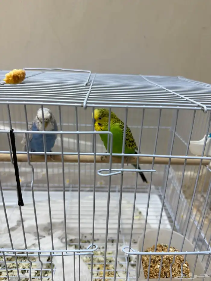 طيور بادجي ( طيور الحب) 1