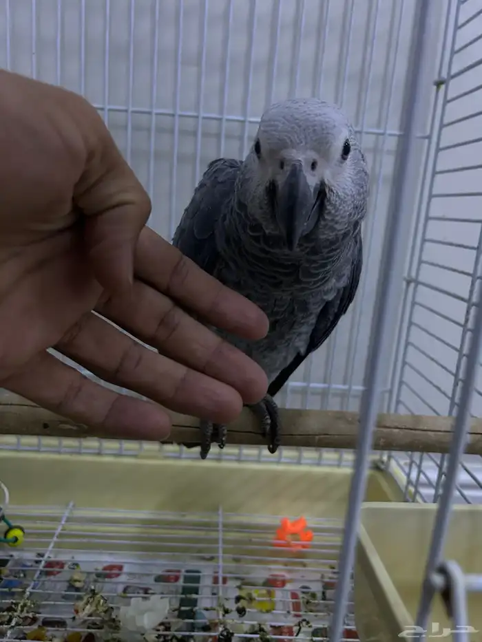 للبيع كاسكو العمر 7شهور هادي بداية كلام(3000) 0