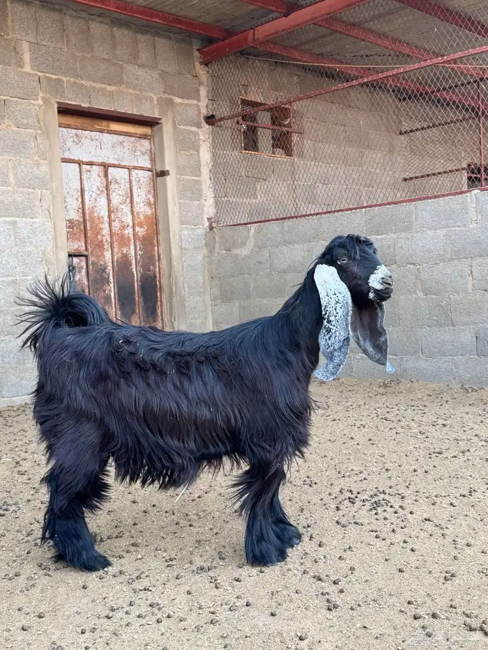 معزا صنف دفيع الدوادمي 4