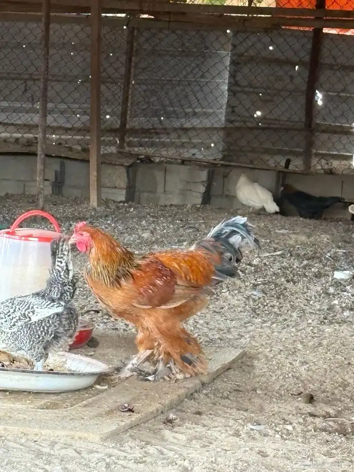 السلام عليكم ورحمة الله وبركاته 1