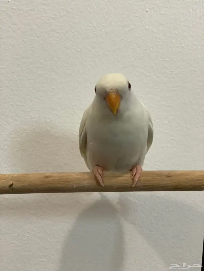 روز البينو اليف 1