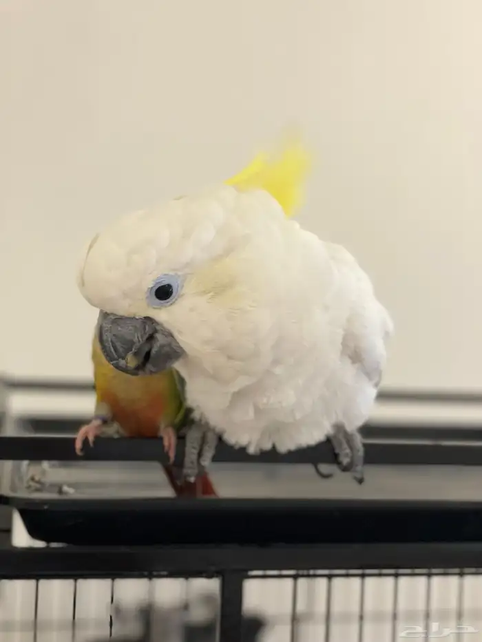 كوكاتو سلفر كرستد حجم جامبو 2