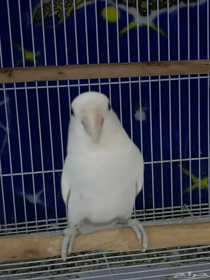 زوج روز اليف 6