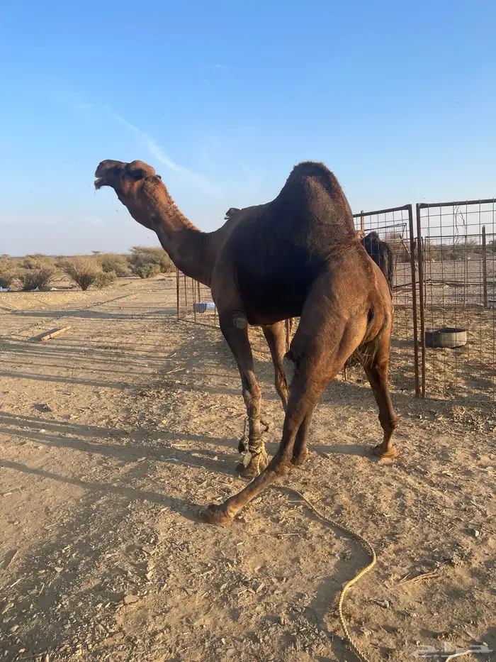 جمل احمر ادهم مشروط 0