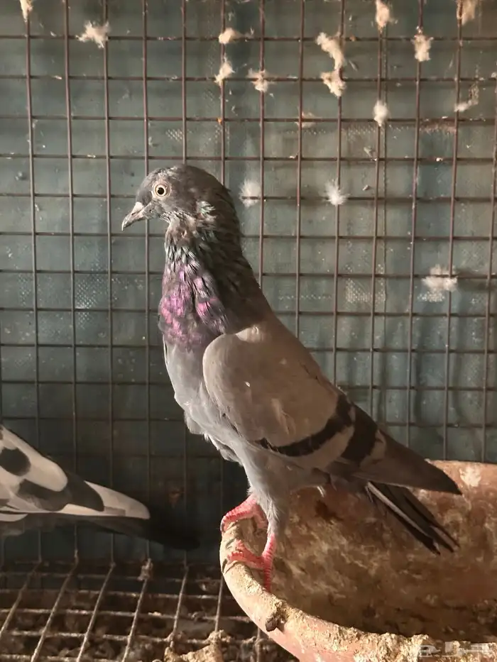 حمام باكستاني 3