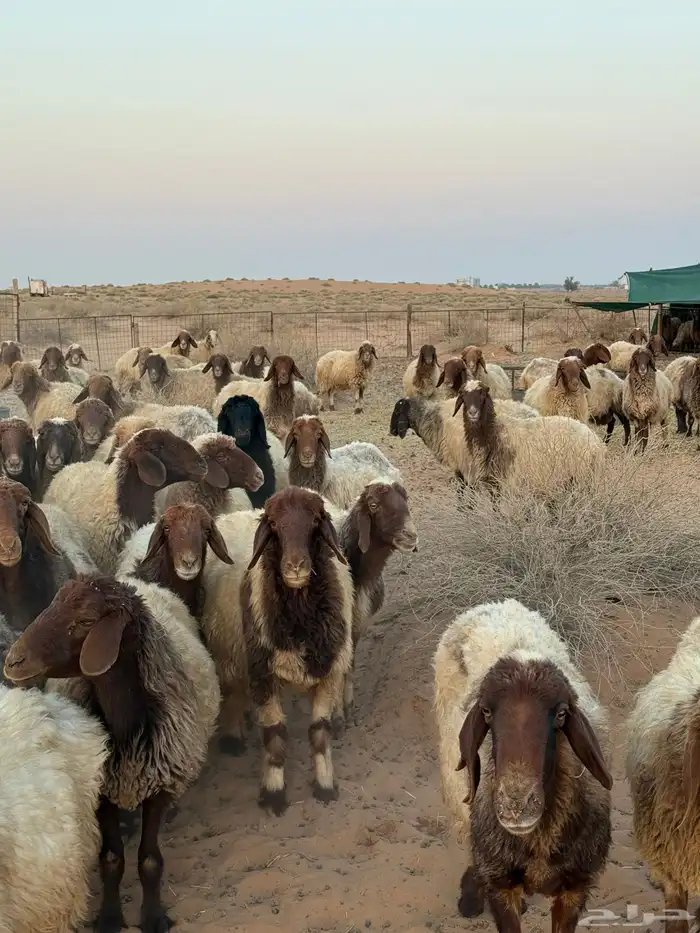 غنم مراح واحد مواليد العدد حدود 150 8