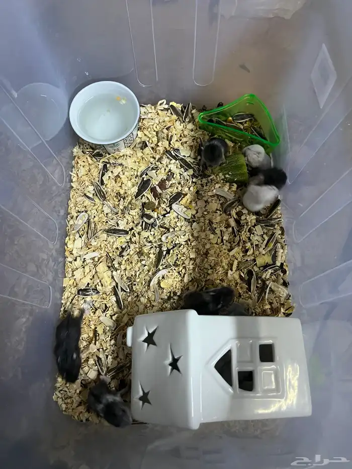 هامسترات روسي للبيع 1