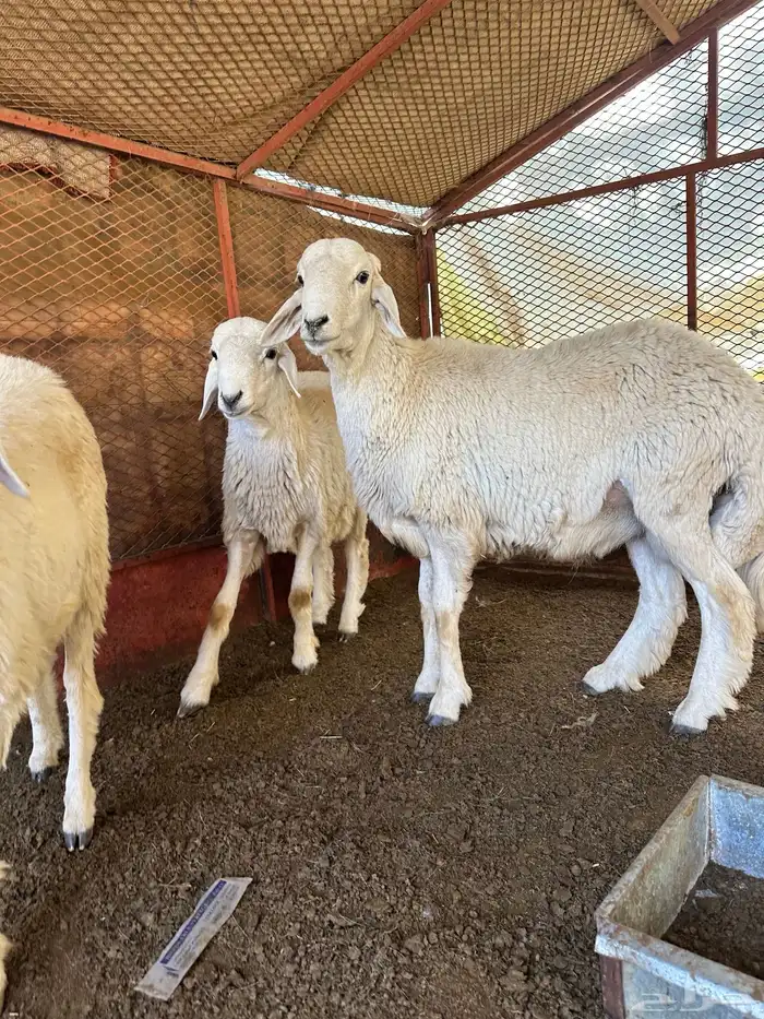 طليان للبيع ذابيح ومرعى 7