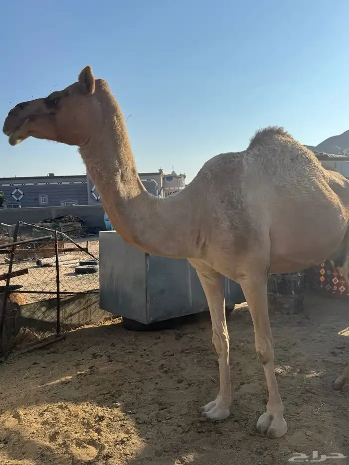 ناقة للبيع 5