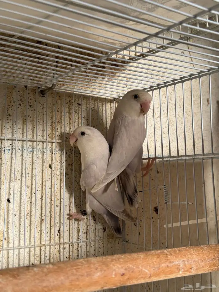 للبيع ازواج روز منتجه 15 زوج 29