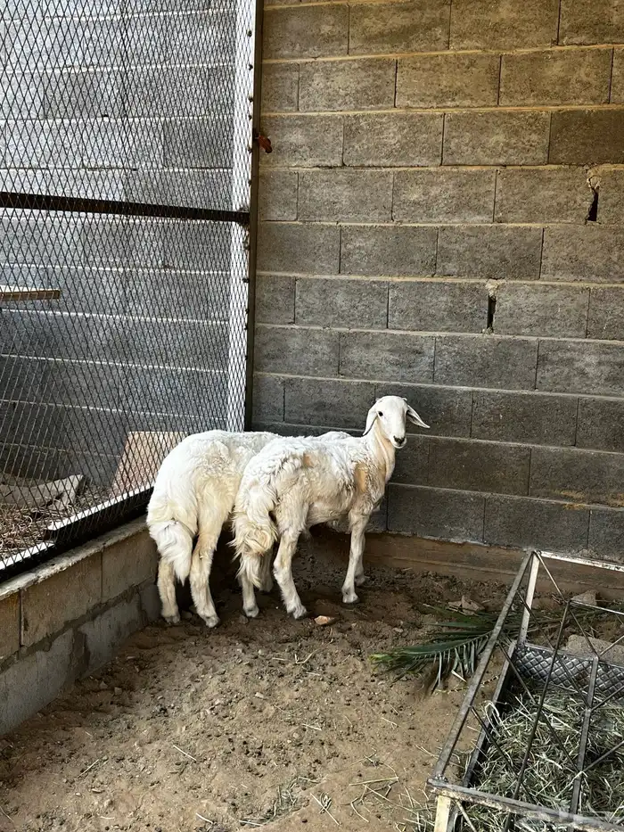 طليان للبيع 0