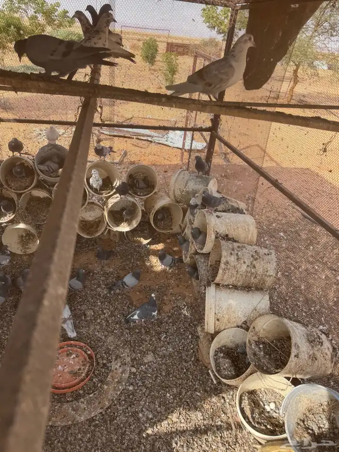 حمام عشتين للبيع 0