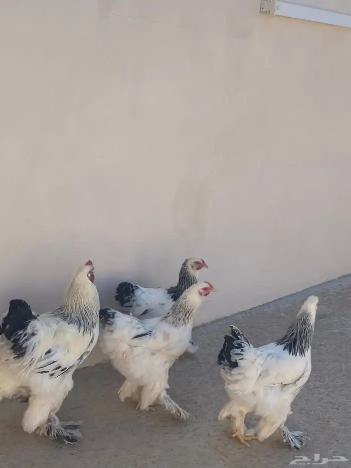 دجاج براهما دم صافي كولمبي 9