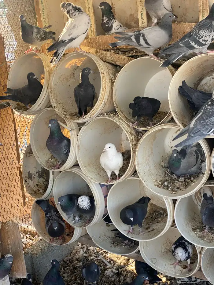 قطايف سود صكه وحده نتاج بعض 4