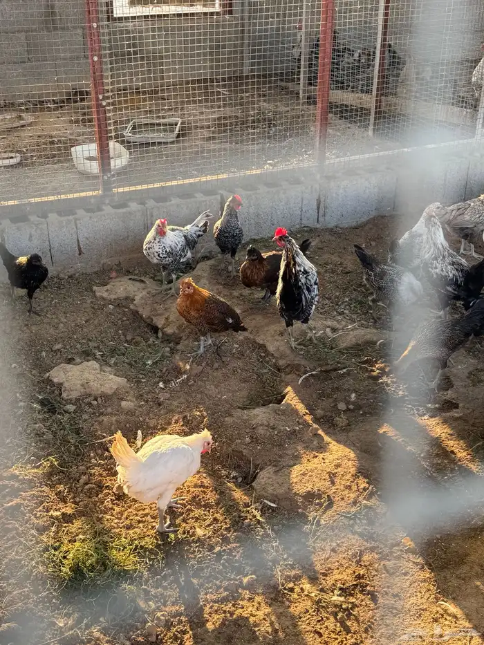 دجاج ودياكه 9