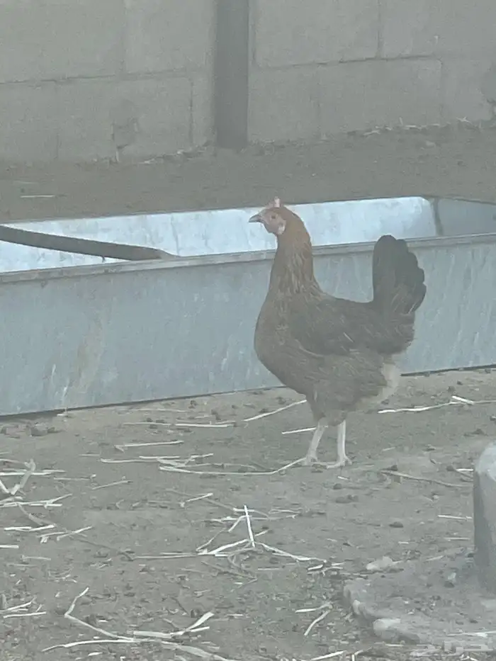 المورورقع القيصومه الحوشه 6