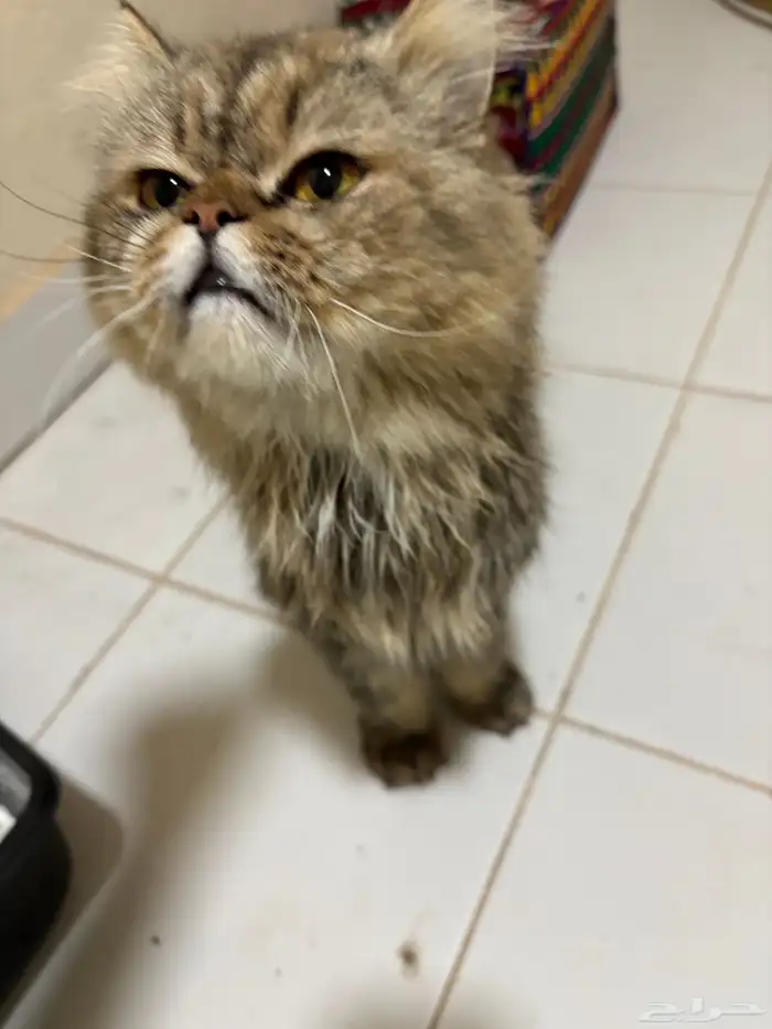 قط وجدته في حديقة الحمراء 1