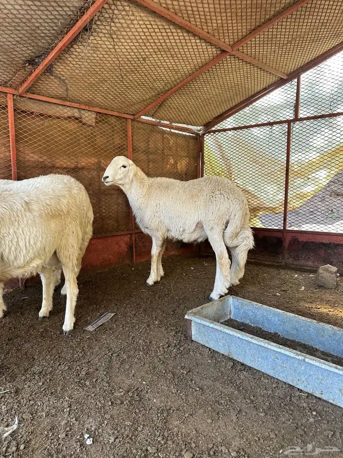 طليان للبيع ذابيح ومرعى 11