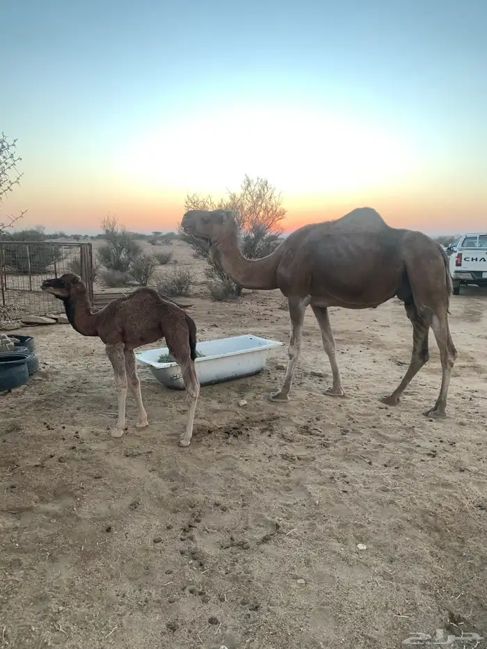 خلفة طيبة معها حواره 1