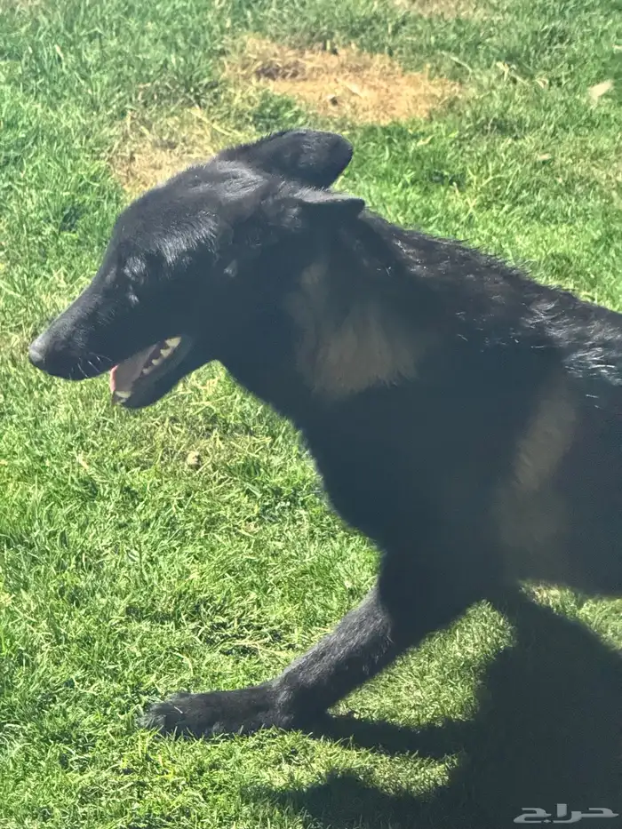 مالينو للتبني 9