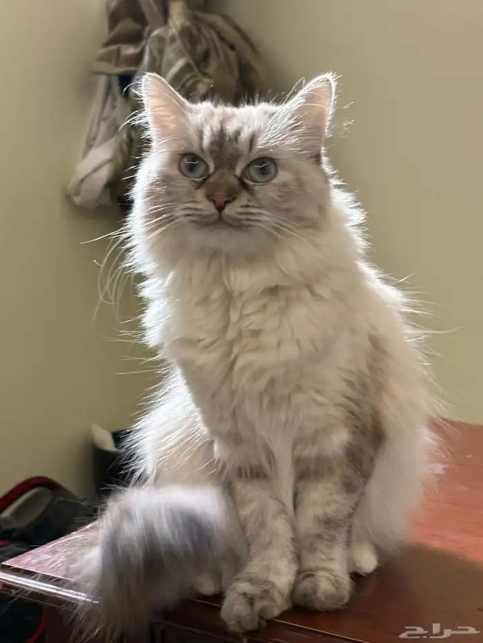 أنثى للتزاوج راغدول. قط تزاوج 2