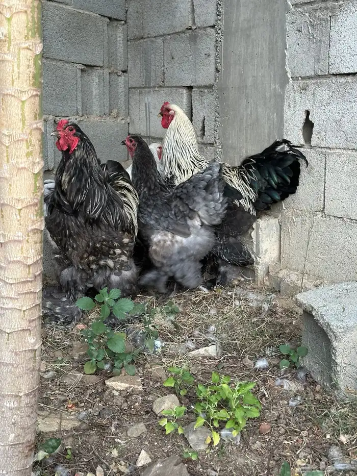 دجاج براهما مستوي توب 0