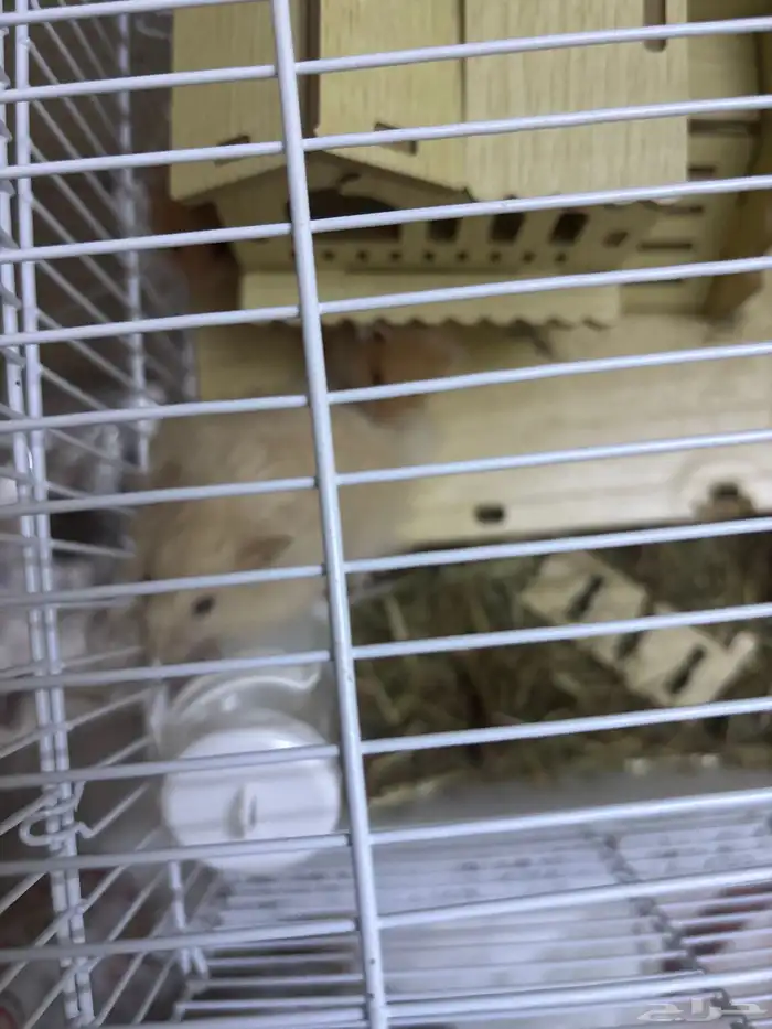 خمس هامستر 1