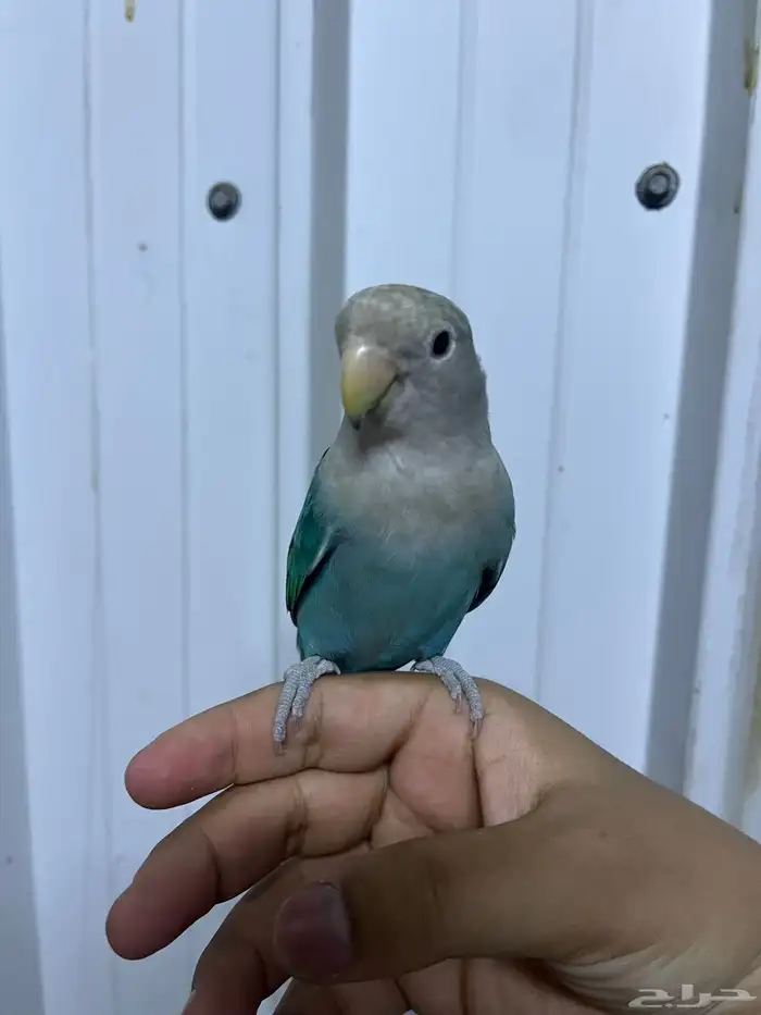 زوج روز اليف 0