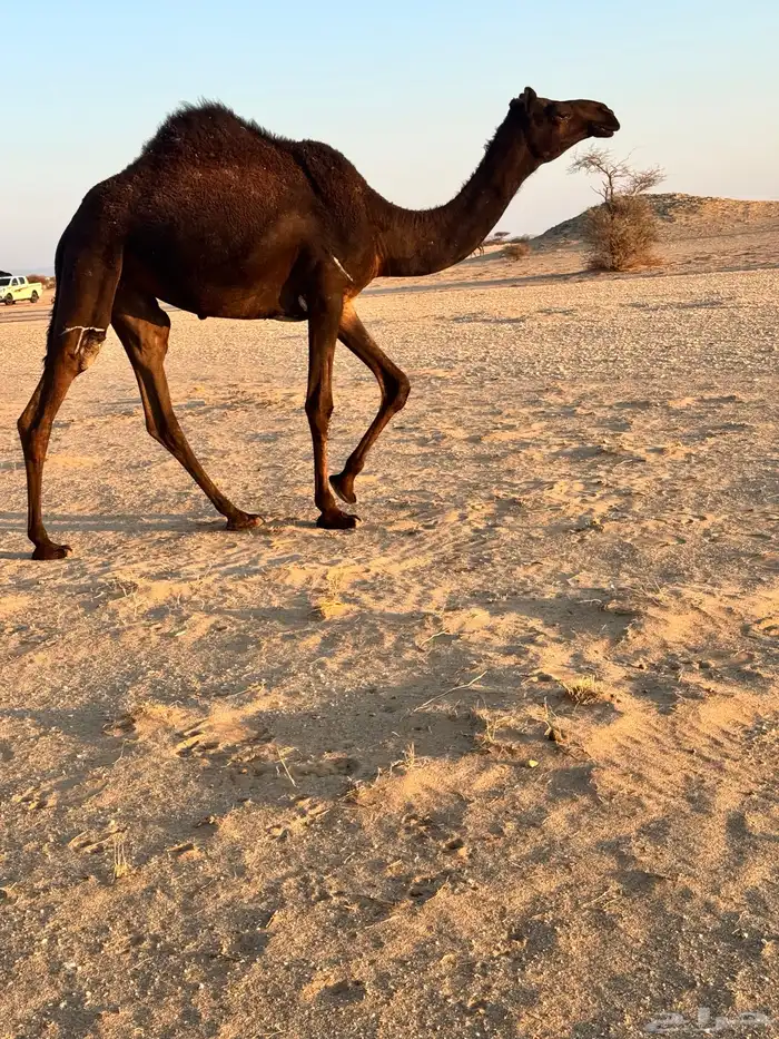 بكره مفروده تدخل حقه 3