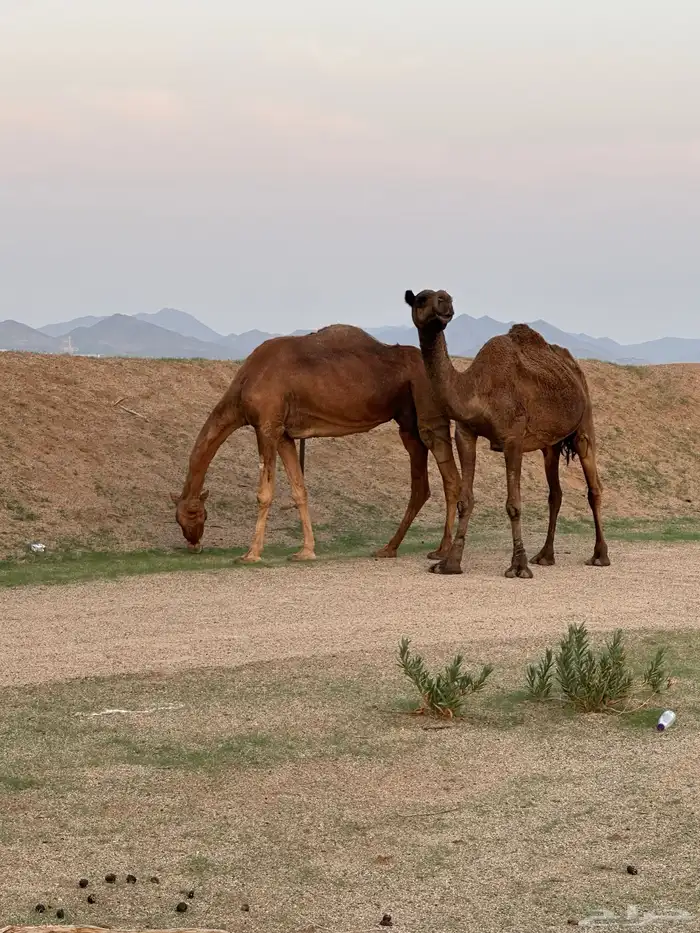 ابل للبيع 14